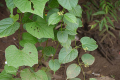 Cosmostigma racemosum